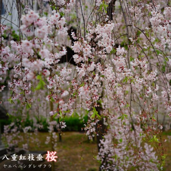 桜盆栽：しだれ富士桜（信楽焼橙鉢） *<2025年春開花予定