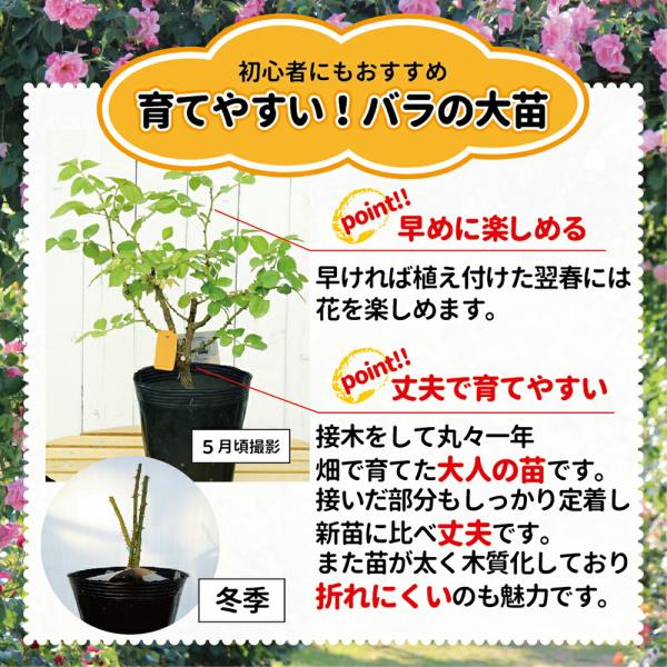 バラ苗つるリトルアーチスト大苗つるバラ四季咲き赤色バラ苗つるばら