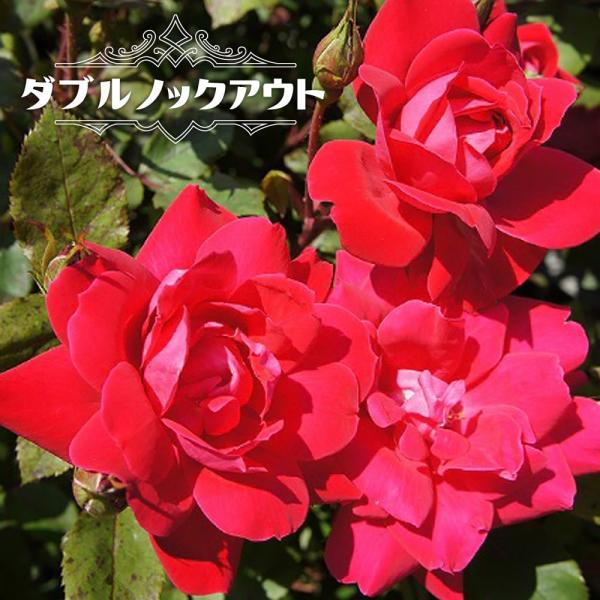 四季咲きバラ苗 ダブルノックアウト 2年生大苗 予約販売12月〜翌年1