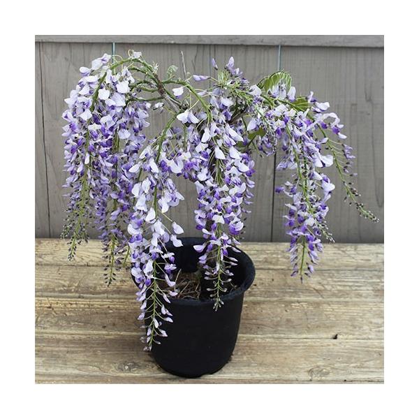 藤の苗 （花育通販】フジ「黒龍藤」の苗木を販売）