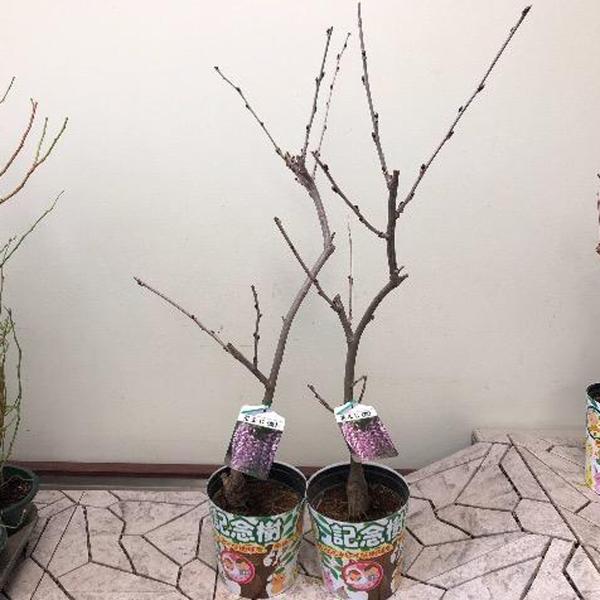 藤（フジ）「一才藤」の苗木 6号鉢植え /【Buyee】 Buyee - Japanese