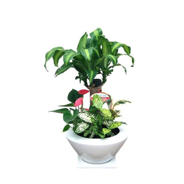 観葉植物 寄せ植え-7号浅陶器鉢 人気 ランキング /【Buyee】
