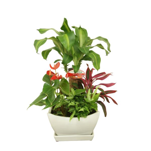 観葉植物 寄せ植え-7号浅陶器鉢 人気 ランキング /【Buyee】