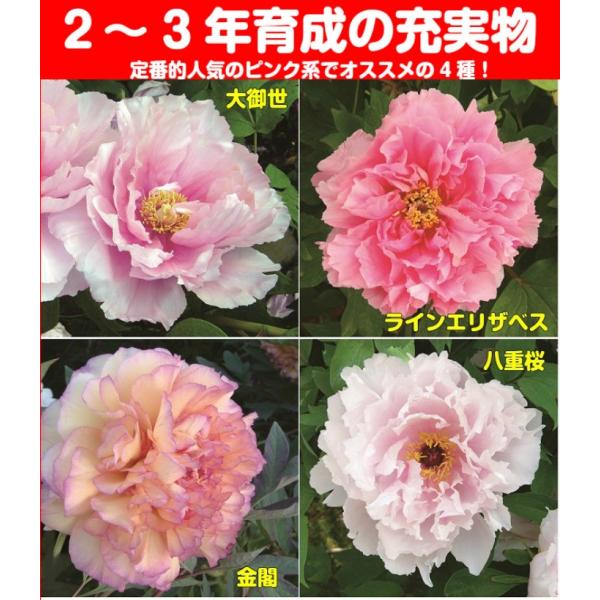 牡丹 花 ぼたん ボタン 鉢植えピンキーコレクション ピンク系で