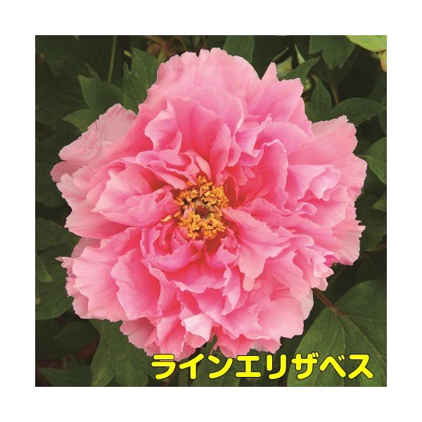 牡丹 花 ぼたん ボタン 鉢植えピンキーコレクション ピンク系で