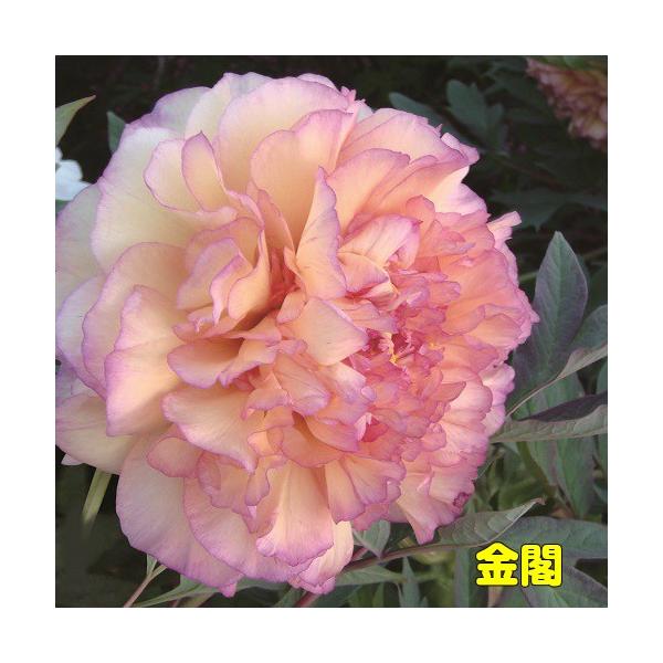 多頭牡丹 一関市「花と泉の公園」ぼたん園のボタン（牡丹）その14 錦の艶