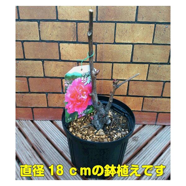 大鉢　化粧鉢　牡丹　芍薬　ぼたん　しゃくやく　直径約34センチ　約2センチ欠け有 5123P+Zr8zL._UF1000,1000_QL80_.jpg