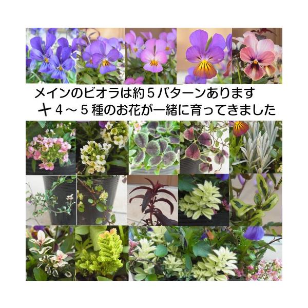 珍しい花の苗5本セット 花苗ビオラを中心に4〜5種