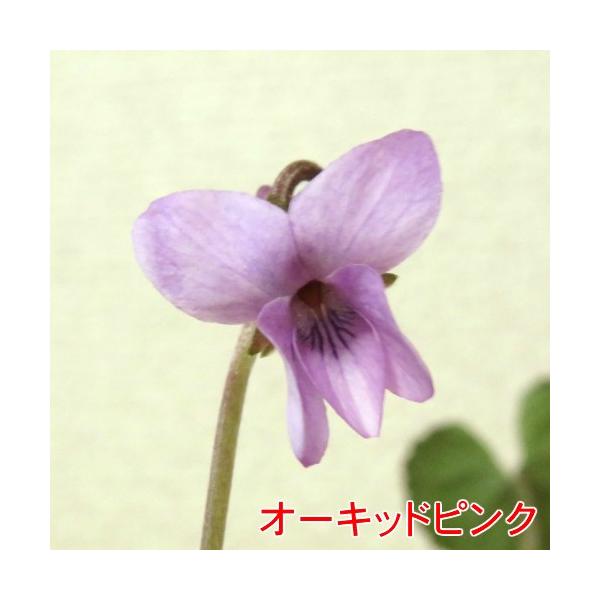 ニオイスミレ 花 苗 (においすみれ) 一重咲き コレクション 1株