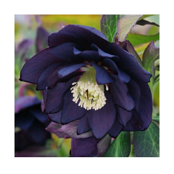 ミヨシのクリスマスローズ ブラックスワン お一人2株まで限定 八重咲き