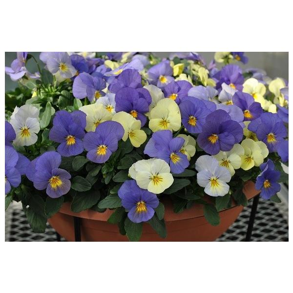 珊*瑚様 【レア】すみれ図鑑　パルプンテ　2苗セット ひ）2苗セット ビオラ すみれ図鑑 パルプンテ タグ付き 現品 匿名宅配