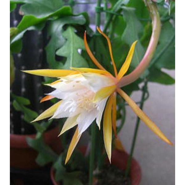 孔雀サボテン交配種 白眉孔雀/ はくびくじゃく（5号）花なし・開花 