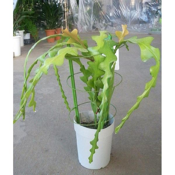 孔雀サボテン交配種 白眉孔雀/ はくびくじゃく（5号）花なし・開花