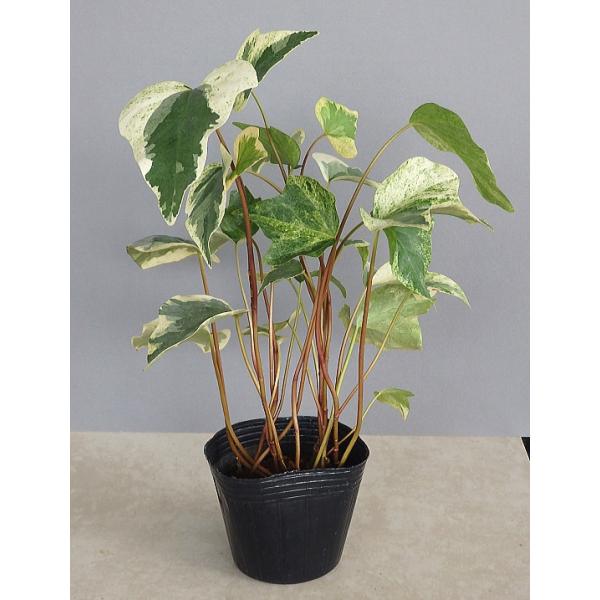 観葉植物 オカメヅタ 斑入り/散り斑（3号）【人気】 /【Buyee】