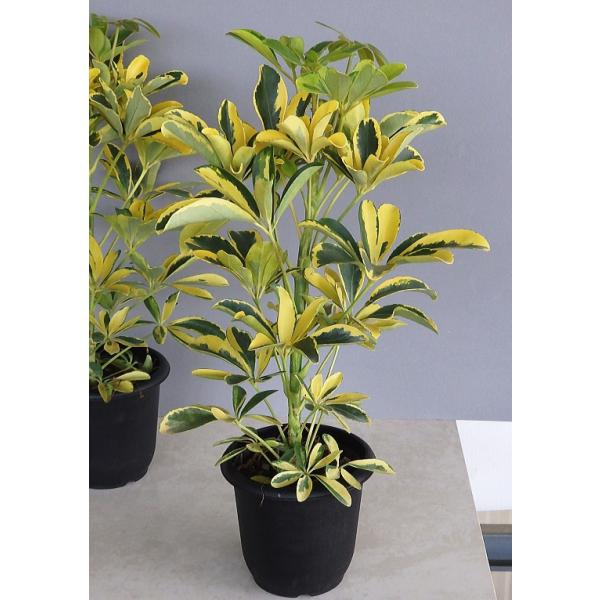 Amazon | 観葉植物 シェフレラ ホンコンカポック ハッピー