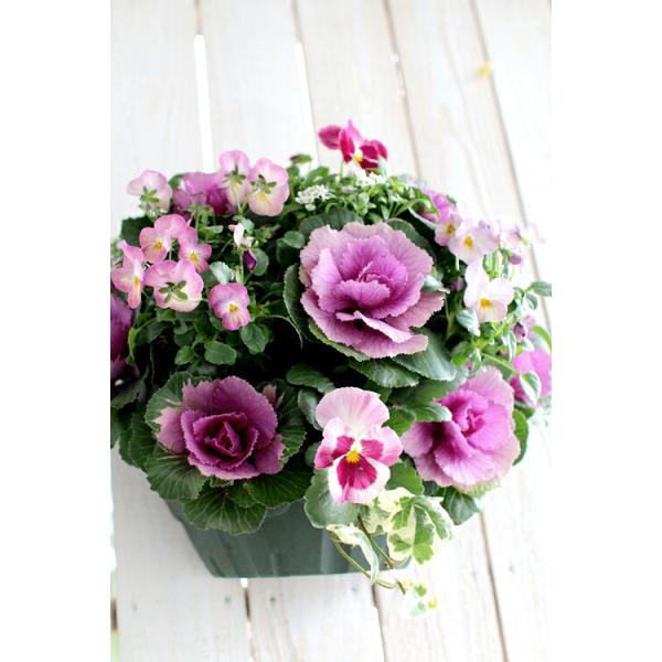 寄せ植え　多色葉ハンギング (スタンド付)　ハンギングバスケット　B 多肉のハンギングバスケット #多肉植物 #多肉 #多肉植物寄せ植え