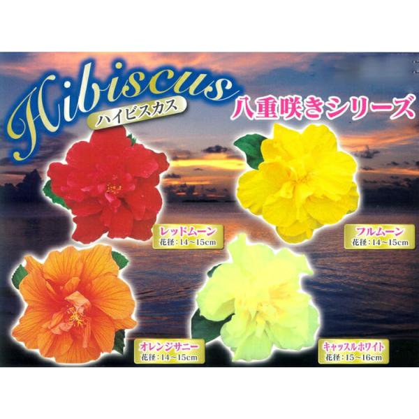 珍しい八重咲きハイビスカス4色から／ ハイビスカス 八重咲