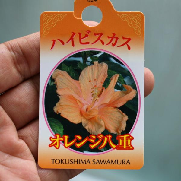 はいびすかす 珍しい八重咲きハイビスカス4色から／ ハイビスカス 八重咲
