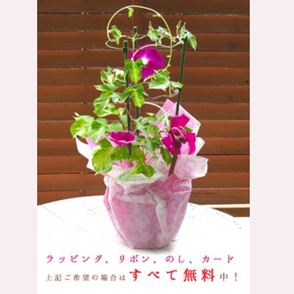 朝顔（アサガオ）の行燈(あんどん)仕立て 6号鉢 （あさがお 種