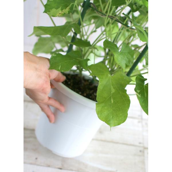 一舟　あさがお 新品／未使用】扇子 朝顔 アサガオ 京扇子 紙扇子 お扇子 寿恵廣