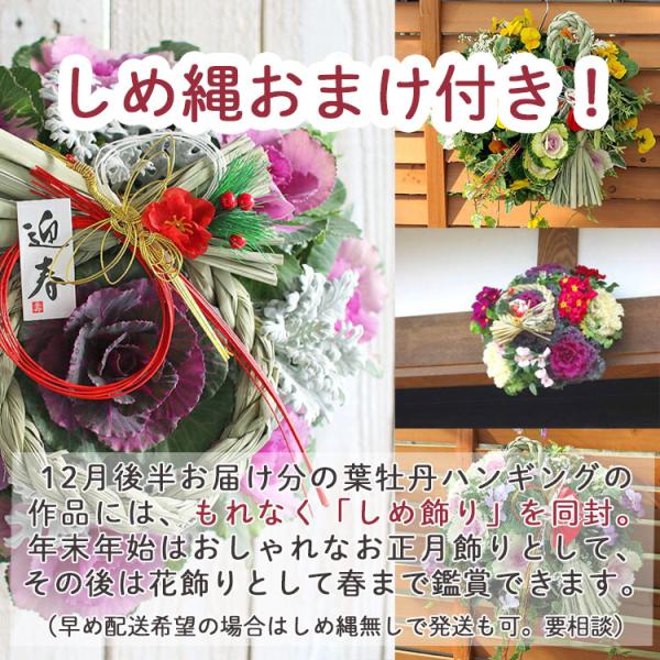 お正月飾り 葉ボタンのハンギングバスケット寄せ植え[桃-DX] M