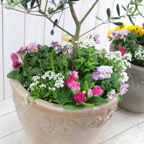 選べる鉢7種類 送料無料 「オリーブの木 〜季節の花を寄せ植え（高さ
