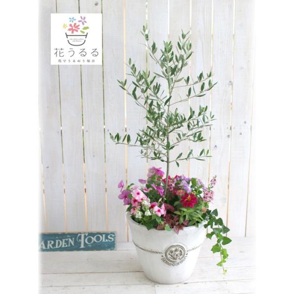 花 2品種セット オリーブの木 4号鉢サイズ 鉢植え 苗木 薫る花 庭木
