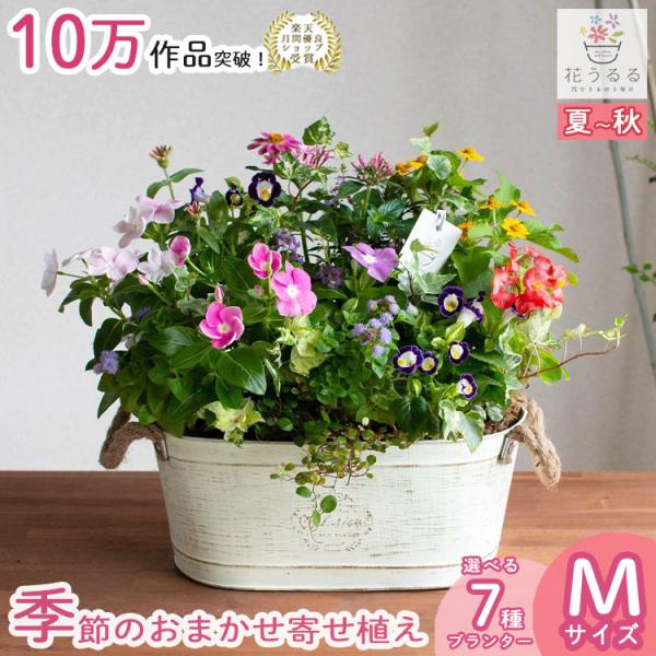 ブリキ プランター 寄せ植え』花うるる おまかせ[横長] (ギフト