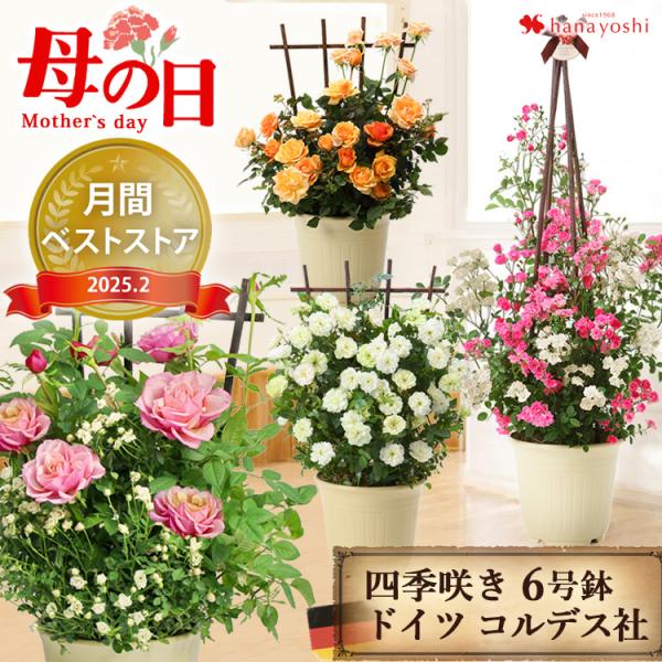 母の日 花 2025 鉢植え 母の日ギフト プレゼント ローズセレクション