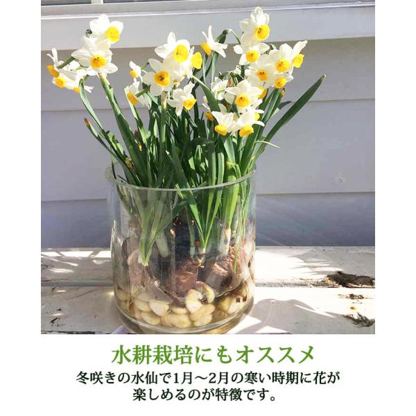 球根花植えっぱなし日本水仙3球セットお届け中中型球根Narcissus