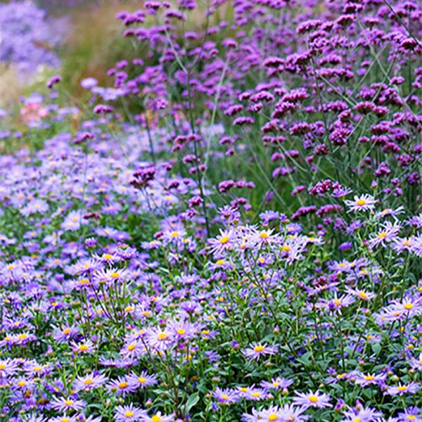 花苗 夏苗 バーベナ ボナリエンシス 1鉢 3〜3.5号 通年販売 Verbena bonariensis 三尺バーベナ 草丈高 紫花 多年草  /【Buyee】