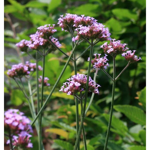 花苗 夏苗 バーベナ ボナリエンシス 1鉢 3〜3.5号 通年販売 Verbena bonariensis 三尺バーベナ 草丈高 紫花 多年草  /【Buyee】