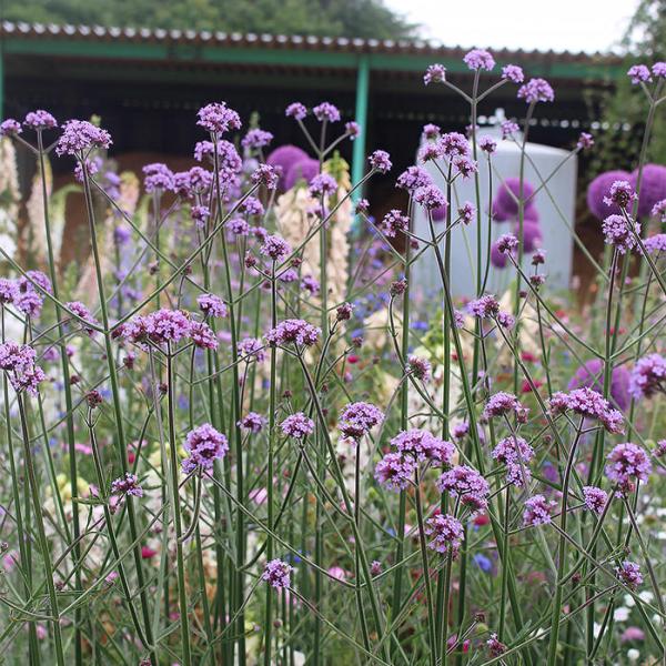 花苗 夏苗 バーベナ ボナリエンシス 1鉢 3〜3.5号 通年販売 Verbena