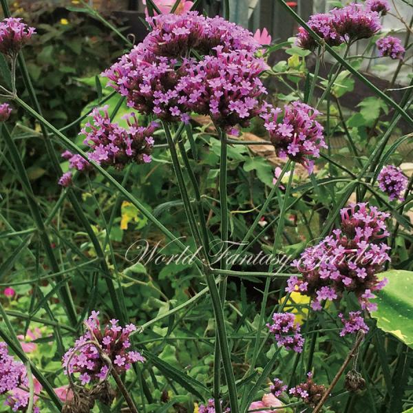 花苗 夏苗 バーベナ ボナリエンシス 1鉢 3〜3.5号 通年販売 Verbena bonariensis 三尺バーベナ 草丈高 紫花 多年草  /【Buyee】