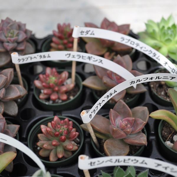 10種類】 オリジナルミニ多肉セット 36入り /【Buyee】