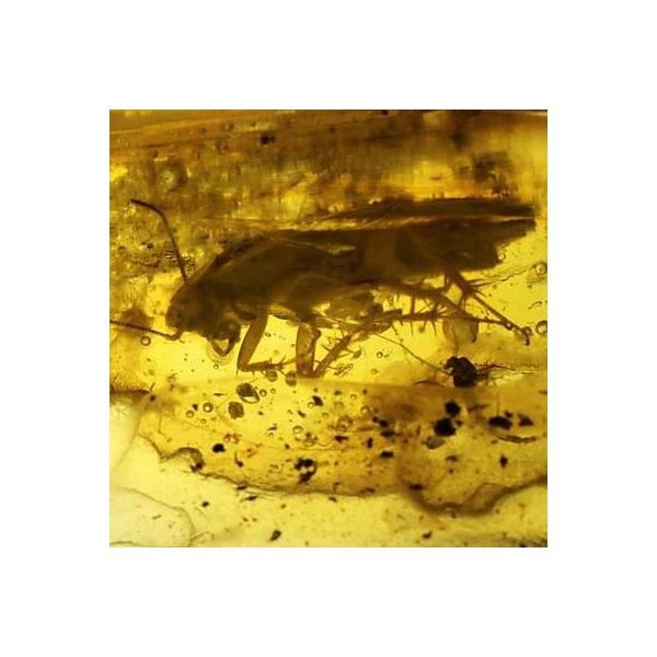 超激レア》ゴキブリ入りポーランド産琥珀 小石(0.9g) 天然虫入り琥珀