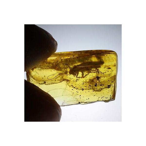 超激レア》ゴキブリ入りポーランド産琥珀 小石(0.9g) 天然虫入り琥珀