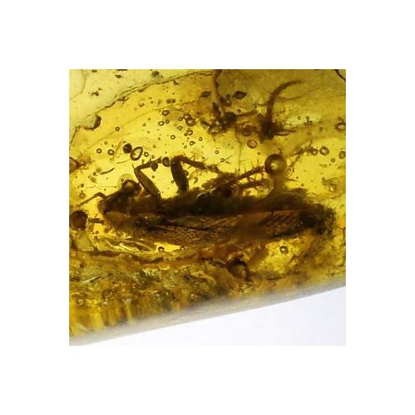 【オーストラリア産】ゴキブリ入り！天然琥珀(アンバー) 超激レア》ゴキブリ入りポーランド産琥珀 小石(0.9g) 天然虫入り琥珀