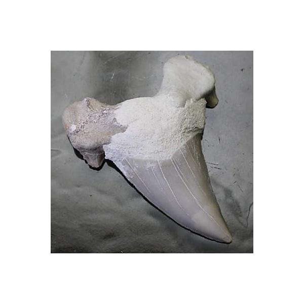 オトドゥス(絶滅古代サメ) 歯の化石(約53ミリ) 古代魚 化石 オトドゥス(絶滅古代サメ) 歯の化石(約53ミリ) 古代魚 化石