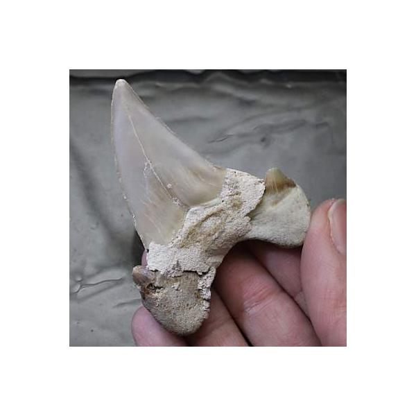 オトドゥス(絶滅古代サメ) 歯の化石(約53ミリ) 古代魚 化石 オトドゥス(絶滅古代サメ) 歯の化石(約53ミリ) 古代魚 化石