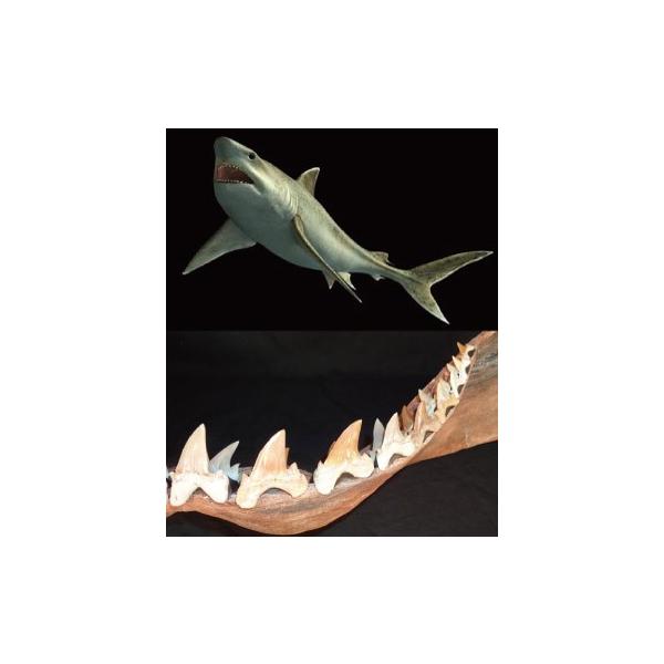 巨大！サメの歯【Otodus Obliquus】【90ｍｍ】【89ｇ】モロッコ王国産 
