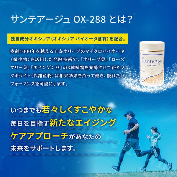 激安サンテアージュOX288 2個セット 激安サンテアージュ OX-288