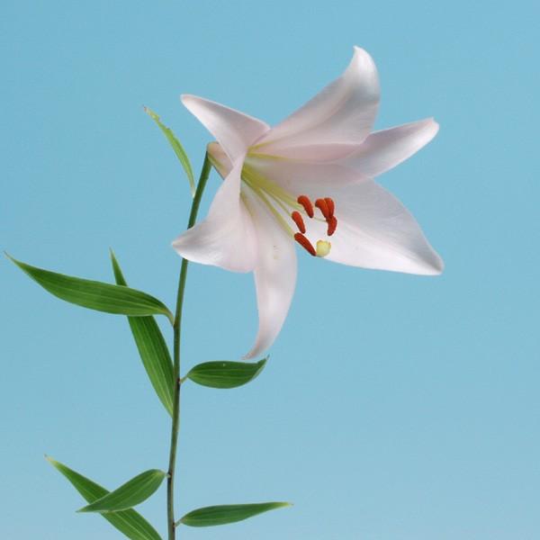 あっくん出品❗ササユリ球根2球・カノコ1球・マツバユリ1球お届け