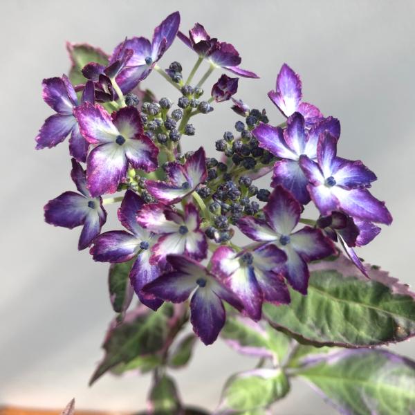 紫陽花大苗木/鉢無し.花無し来季用 楽天市場】＼処分売り尽くし／花