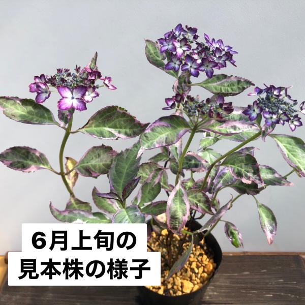 紫陽花大苗木/鉢無し.花無し来季用 楽天市場】＼処分売り尽くし／花