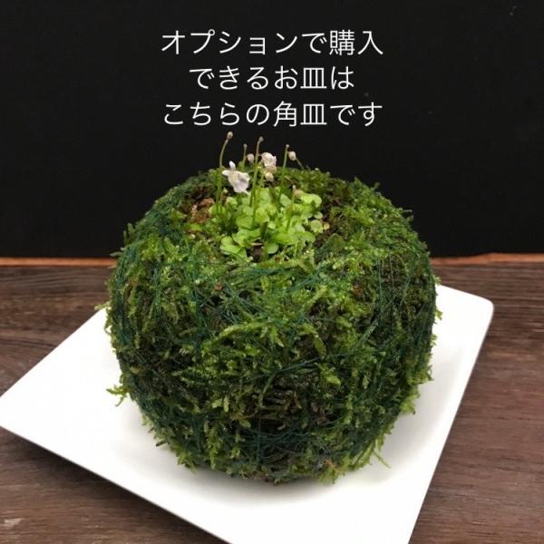 苔とも - 苔玉などのグリーンアメニティの製造販売