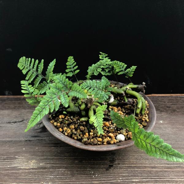トキワシノブ 鉢植え 猫の手シノブ 盆栽 ミニ盆栽 山野草 現品