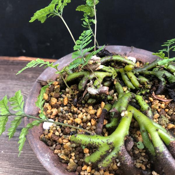 トキワシノブ 鉢植え 猫の手シノブ 盆栽 ミニ盆栽 山野草 現品 トキワシノブ 鉢植え 猫の手シノブ 盆栽 ミニ盆栽 山野草 現品