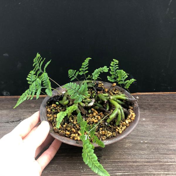 トキワシノブ 鉢植え 猫の手シノブ 盆栽 ミニ盆栽 山野草 現品 トキワシノブ 鉢植え 猫の手シノブ 盆栽 ミニ盆栽 山野草 現品