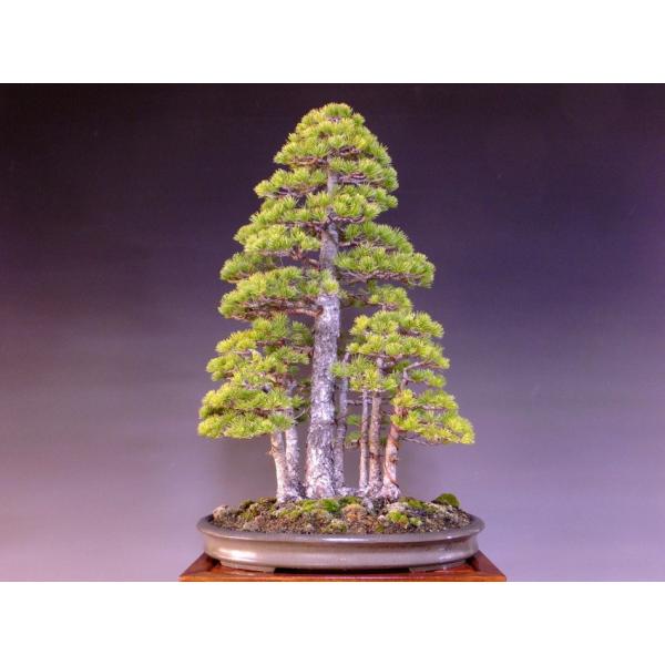 那須五葉松 大品盆栽 展示用 7幹根連なり 樹高80cm 鉢「誠山造印
